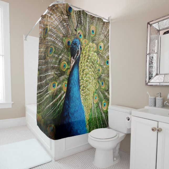 Bashful Peacock  (In Situ)