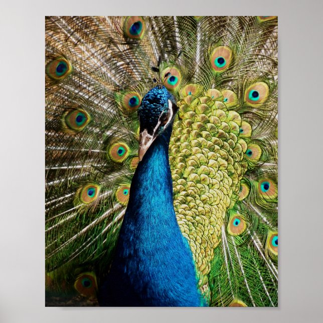 Bashful Peacock  Poster (Front)