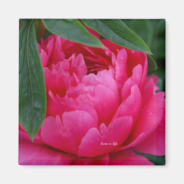 Bashful Pink Peony Magnet (Front)