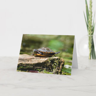 Bashful Turtle Birthday Card, 5x7 Card