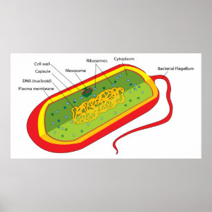 Basic Diagram of a Bacterial Prokaryote Cell Poster