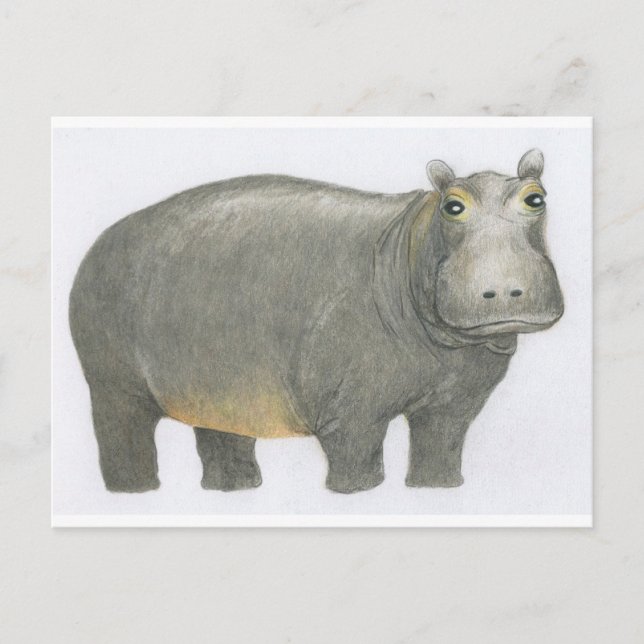 Basic Hippo Postcard (Front)