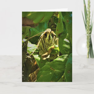 "Basil-Eyed" Get Well Card