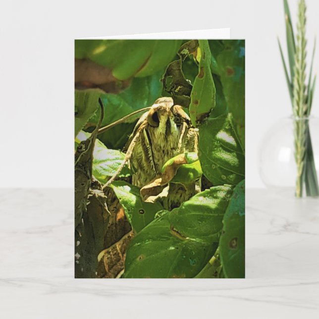 "Basil-Eyed" Get Well Card (Front)