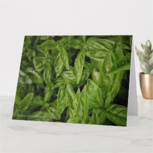Basil Fine Art Card