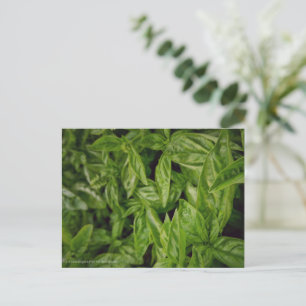 Basil Fine Art Holiday Postcard