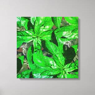 Basil Leaves  Photo  Art Wrapped Canvas