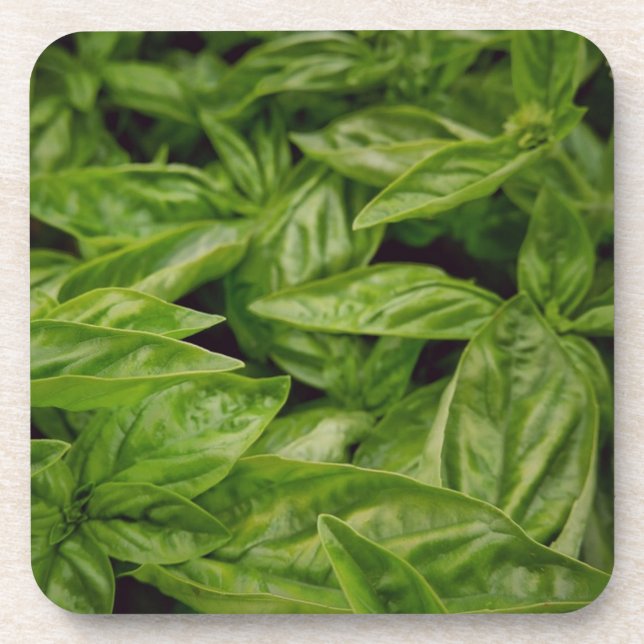 Basil Notebook Coaster (Front)