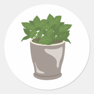 Basil Plant Classic Round Sticker