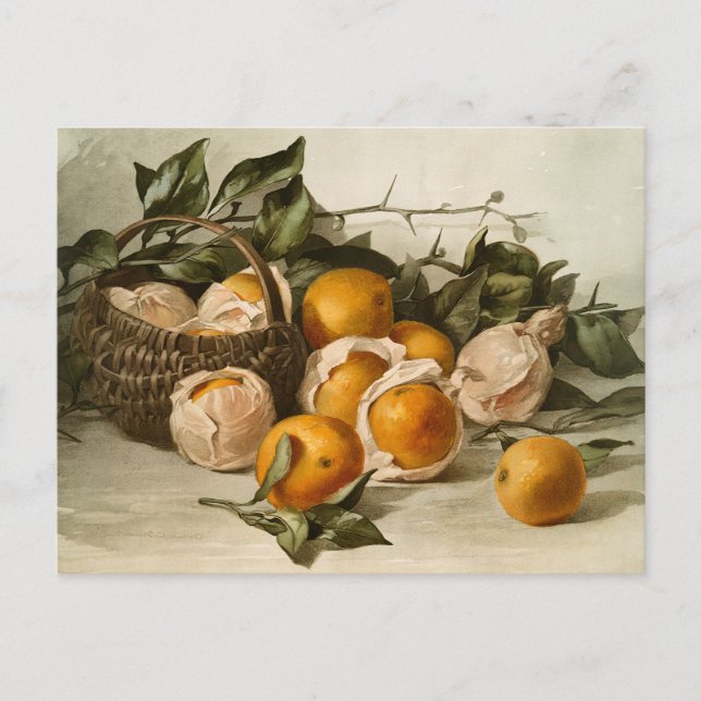 Basket of Oranges Postcard (Front)