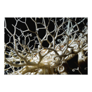 Basket Star (Gorgonocephalus eucnemis) Fine Art Photo Print