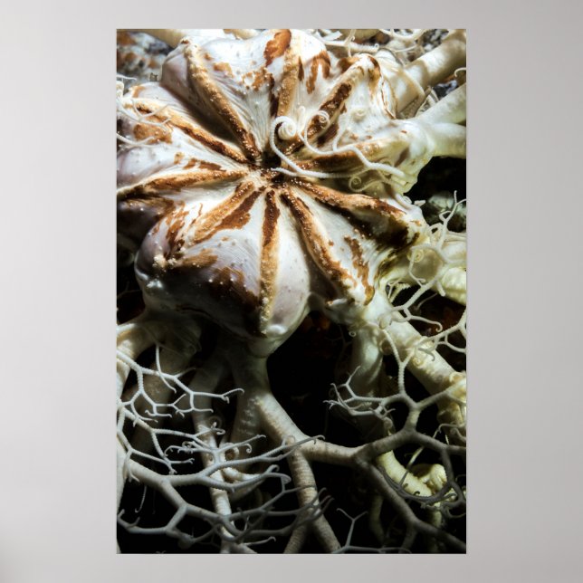 Basket Star (Gorgonocephalus eucnemis) - Poster (Front)