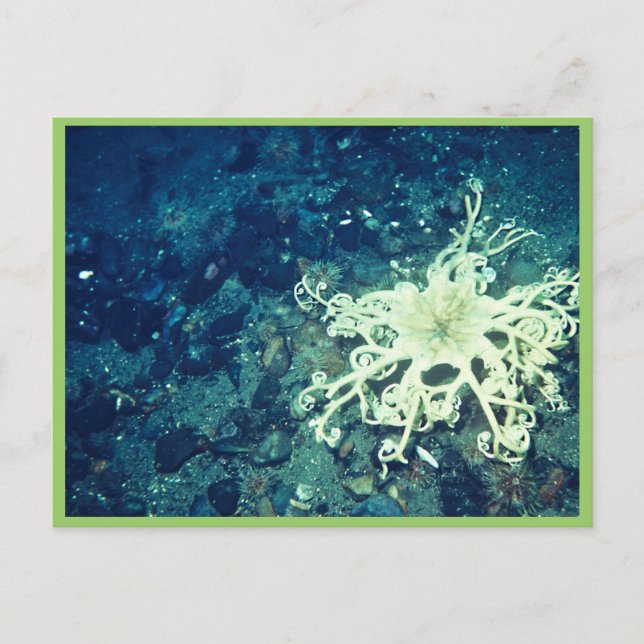 Basket Starfish Postcard (Front)