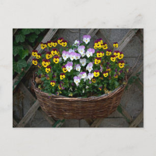 Basket With Violas Postcard