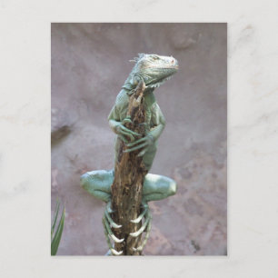 Basking Iguana Postcard