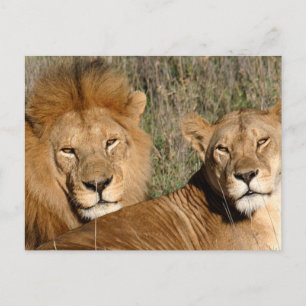 Basking in the Sun - Postcard
