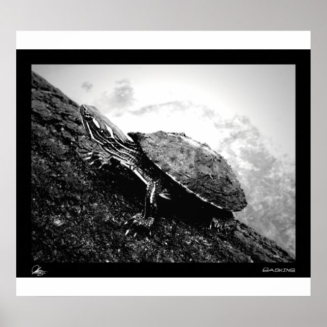 Basking Poster (Front)