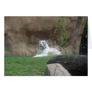 Basking White Tiger