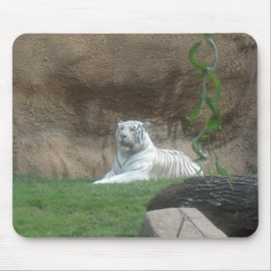 Basking White Tiger Mouse Pad