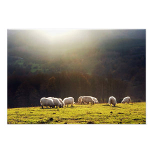 basque sheep photo print