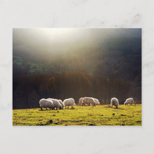 basque sheep postcard
