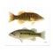 Bass- Smallmouth & Largemouth Bass Art