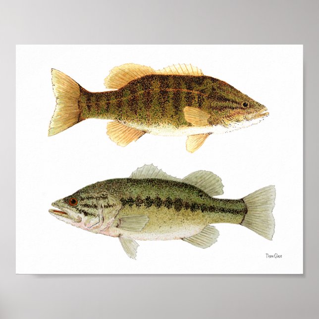 Bass- Smallmouth & Largemouth Bass Art Poster (Front)