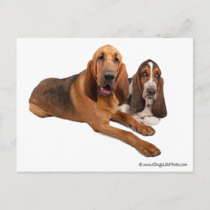 Basset and Bloodhound Buddies Postcard