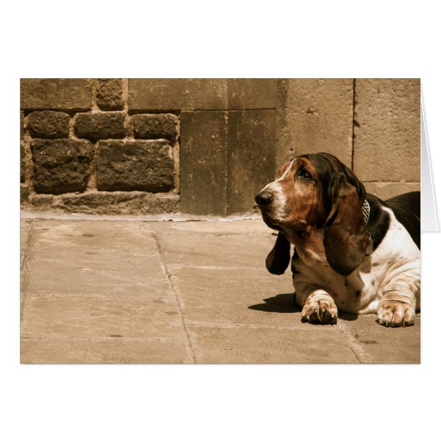 Basset Hound (Devant horizontal)