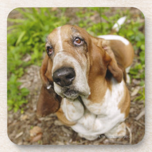 Basset Hound 2 Coaster
