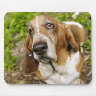 Basset Hound 2 Mouse Pad