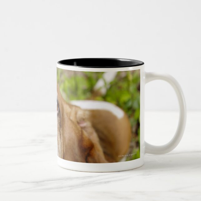 Basset Hound 2 Two-Tone Coffee Mug (Right)