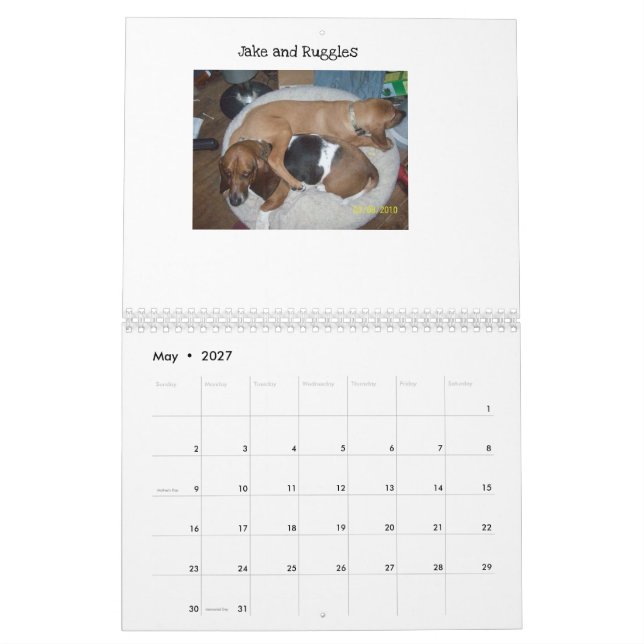 Basset hound calendar (May 2027)