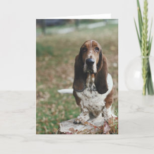 Basset Hound Card