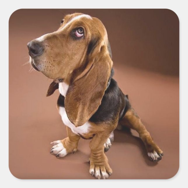 Basset Hound Chien Chien Chien Sticker / Étiquette (Devant)