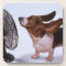 Basset Hound coaster