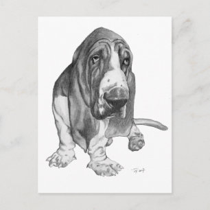 Basset Hound Drawing Postcard