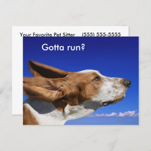 Basset Hound Flapping Ears in Blue Sky Pet Sitter  Postcard