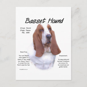 Basset Hound History; All About Basset Hounds Postcard