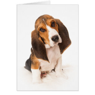 Basset hound hound puppy