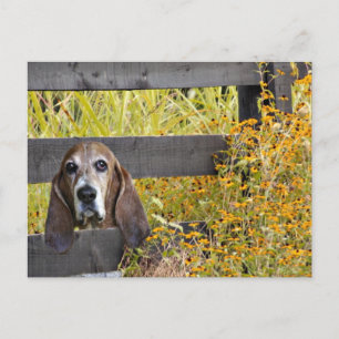 Basset Hound howdy Postcard