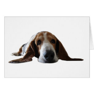 Basset Hound lying down