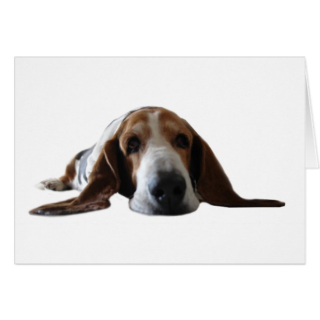 Basset Hound lying down (Front Horizontal)