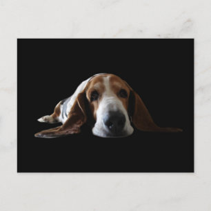 Basset Hound lying down Postcard