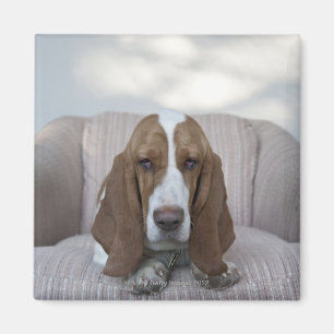 Basset Hound Magnet