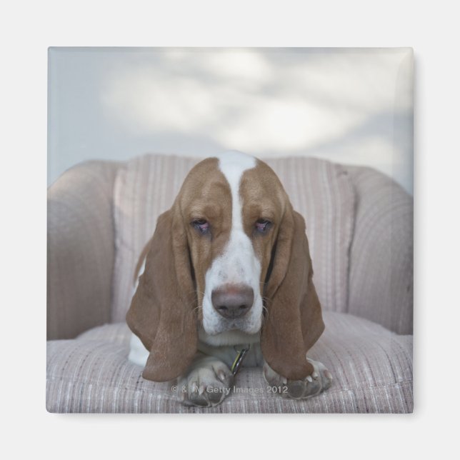 Basset Hound Magnet (Front)