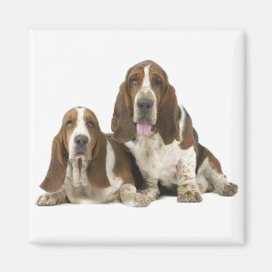 Basset Hound magnet