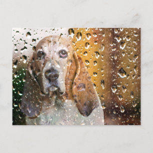Basset Hound Miss You Postcard