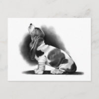 BASSET HOUND: PENCIL REALISM: PUPPY