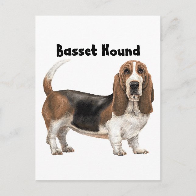 Basset Hound Postcard (Front)